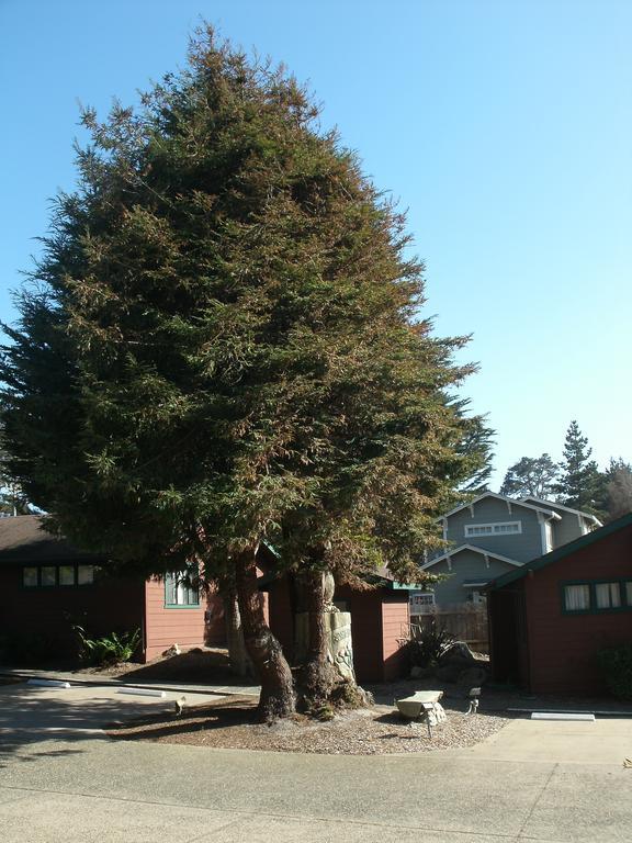 Rosedale Inn Πασίφικ Γκρόουβ Εξωτερικό φωτογραφία
